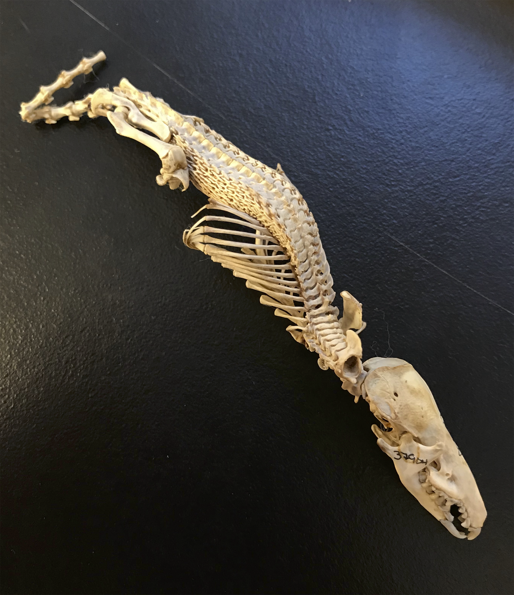 Hero shrew skeleton